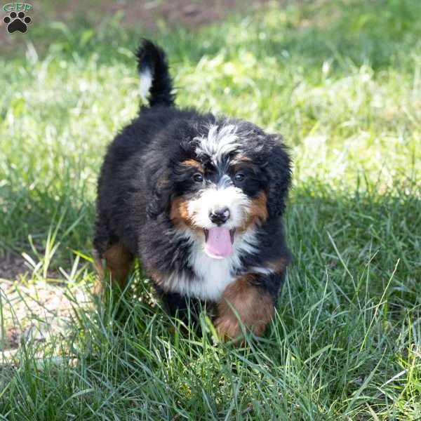 Sunny, Bernedoodle Puppy